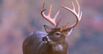 Buck attacks two men in Texans, eats their cigarettes
