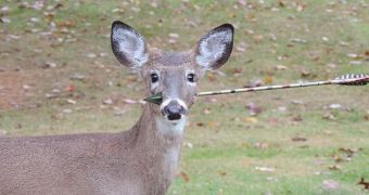 Hunter tries to kill deer, fails