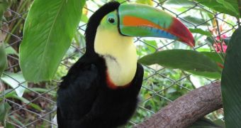 Deforestation has left the Brazilian rainforest without many of its large, fruit-eating birds