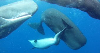 Sperm whales welcome deformed dolphin into their family