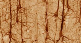 Neurons can either complete clear-cut processes, or multitask, depending on the situation