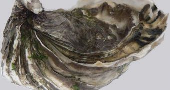 Pacific oysters are especially rich in vitamin B12