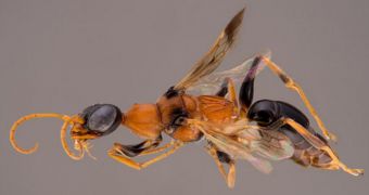 Wasp species is named after the dementors in “Harry Potter”