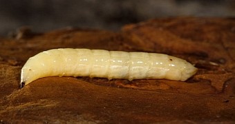 Maggots found living inside girl's gums