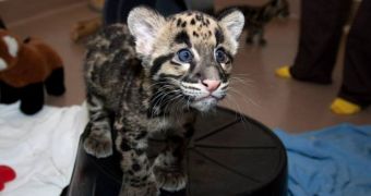 Clouded leopard cubs at Denver Zoo in the US are as cute as a button