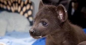 Denver Zoo is now home to three spotted hyena cubs