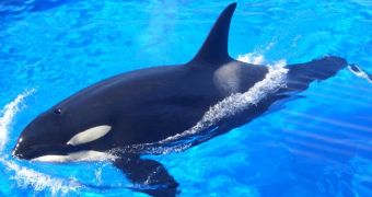 Dutch Council of State says orca named Morgan must remain captive in Tenerife