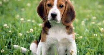Diabetic Beagles (not pictured) are cured with the help of gene therapy