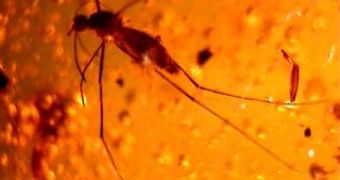 Such amber trapped mosquitoes could have killed the last dinosaurs