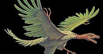 Did Archaeopteryx start flying like this?
