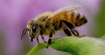 Researchers claim diesel exhaust makes it impossible for honey bees to locate feeding flowers