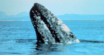 Gray whales survived global cooling and warming by diversifying their diets