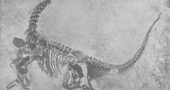The skeleton of a baby of Camarasaurus, related to Diplodocids