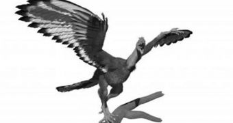 X-rays reveal dinobird had black and white plumage