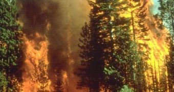 Dinosaur-Killing Asteroid Impact Not Followed by Wildfires