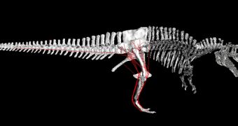 A computer model showing the muscles on the rear feet of a T. Rex