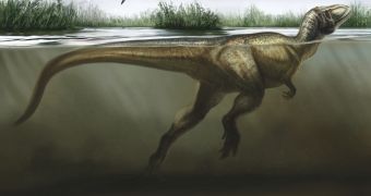New evidence suggests dinosaurs used to be gifted swimmers