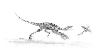 The dinosaur Sinornithosaurus (left) might have used venom delivered with its teeth to help it hunt birds