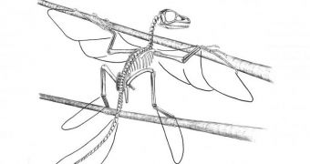 A skeletal reconstruction of Scansoriopteryx, possible one of the ancestors of modern birds