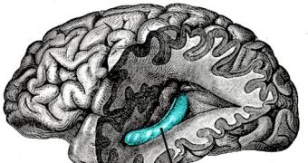 This depiction shows the location of the hippocampus within the human brain