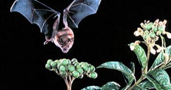 Sturnira bats belong to the Stenodermatinae group