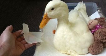 Disabled duck can walk and swim again with the help of a 3D printed phrosthetic foot