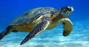Disoriented turtles in Florida need help getting back in the ocean