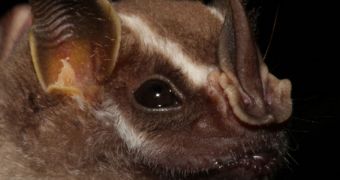 Uroderma bilobatum, a fruit-eating species of New World leaf-nosed bats