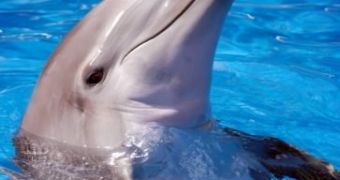 Dolphins are proven to be more human-like than we thought