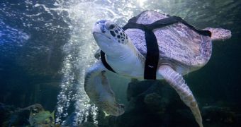 Dive Belt Helps Disabled Turtle Go Swimming Again