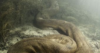 26-foot (8 meter) long anaconda is caught on camera in Mato Grosso