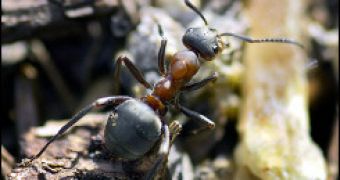 A wood ant is seen above a globule of resin