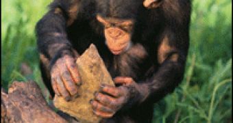 Tai chimp using a "hammer" and an "anvil" for cracking a palm nut