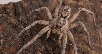 Doctors Chop Off Part of Man's Brain, Cure His Fear of Spiders