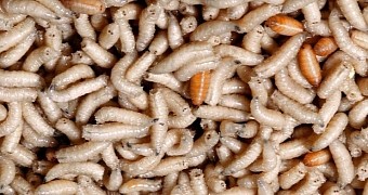 Maggots found living under man's skin