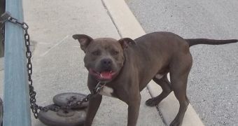 Dog rescued after being abandoned on a highway in Texas