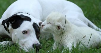 Rare white lion cub is adopted by pointer mongrel
