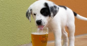You can now buy beer for your pooch online