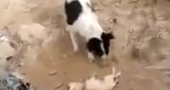Dog Buries Puppy in a Ditch: The Truth Behind the Video