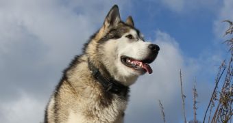 Weird type of dog cancer first found in wolf-dog hybrid similar to the Alaskan Malamute