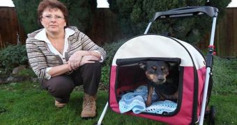 Dog Carried in Buggy After Cat Attack Traumatized Her