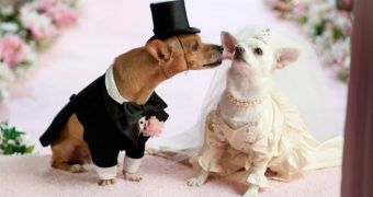 Dozens of pooches have got married in a collective wedding ceremony