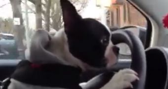 Mac, the Boston Terrier drives through Brooklyn