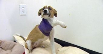 Students rescue injured dog, raise money to fix her broken leg