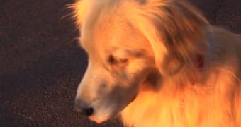 Dog Mimics Siren Alarm in Cutest Fluctuating Howl – Video