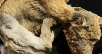 Dog Mummies Found in Peru