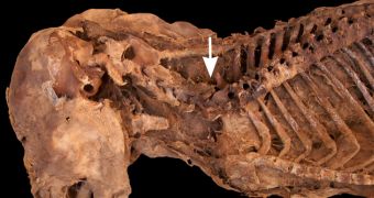 Dog mummy teeming with parasites also had a broken spine