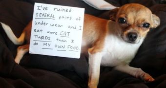 Dog owners shame their pets