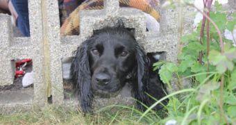 Cocker spaniel gets its head stuck in a wall, needs professional help to break free