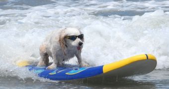 Dog surfing competition now taking place in California